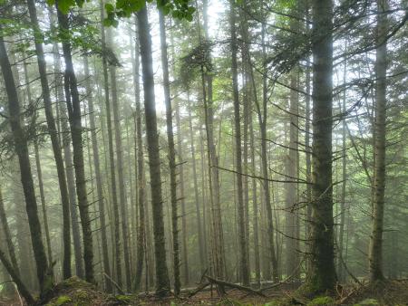 ¡Finaliza el proyecto BoscAran!