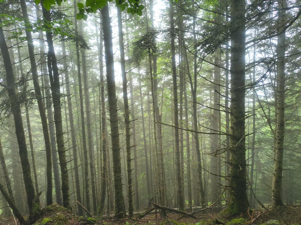 Imagen ¡Finaliza el proyecto BoscAran!